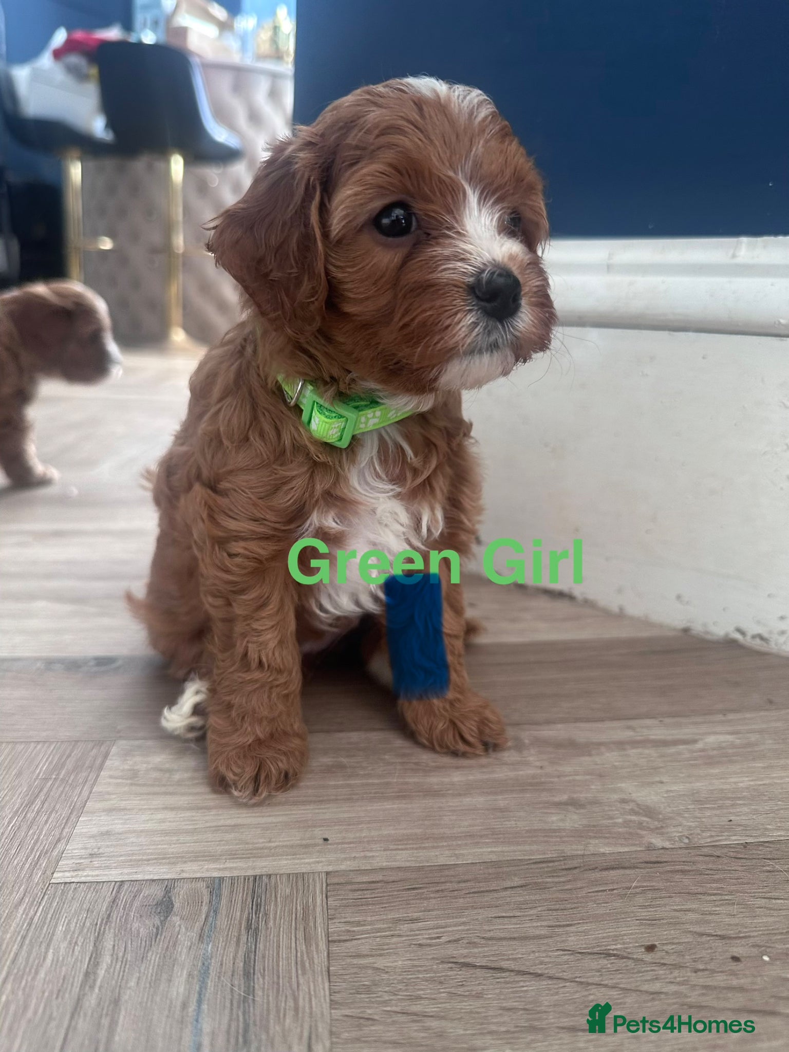 Cavapoo dogs F1 Cavapoo Puppies (KC REG PARENTS) ⭐️⭐️⭐️⭐️⭐️ - Advert 1