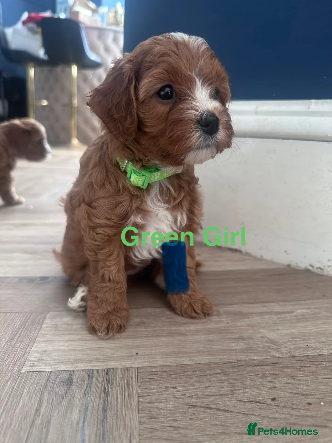 Cavapoo dogs for sale: F1 Cavapoo Puppies (KC REG PARENTS) ⭐️⭐️⭐️⭐️⭐️ - Advert 1