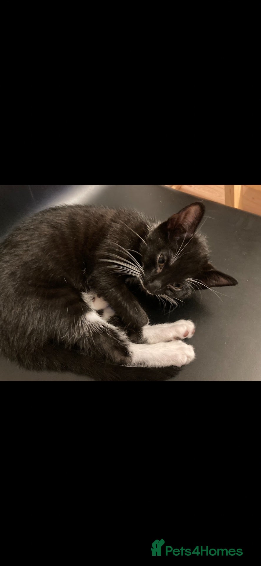 Mixed Breed cats Kitten for sale  - Advert 18