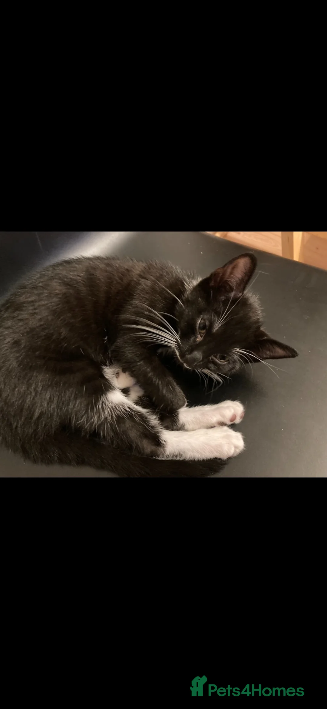 Mixed Breed cats for sale: Kitten for sale  in London - Advert 1
