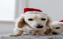 Miniature Dachshund dogs for stud: Long Haired Cream Stud - Image 3
