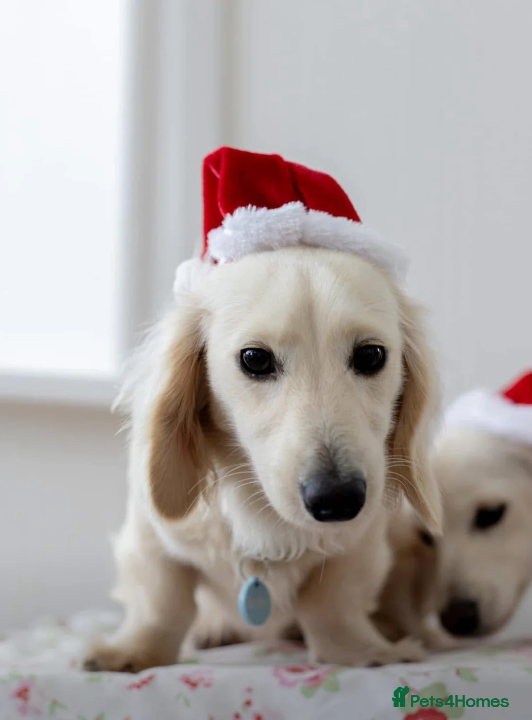 Miniature Dachshund dogs for stud: Long Haired Cream Stud - Advert 3