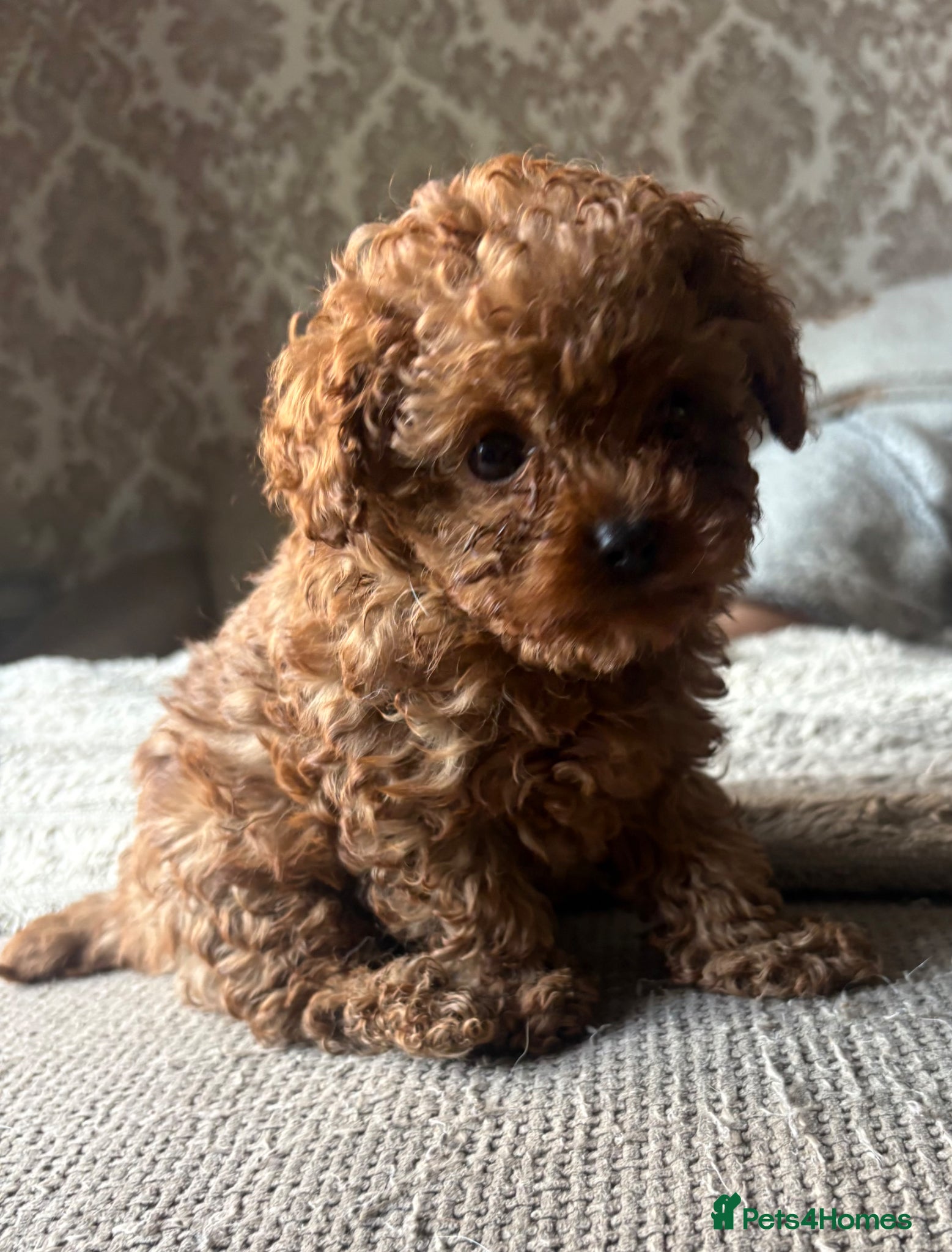 Cavapoo dogs Reduced & Ready! Tiny toy boy Cavapoos - Advert 1