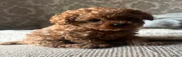 Cavapoo dogs for sale: Reduced & Ready! Tiny toy boy Cavapoos - Advert 1
