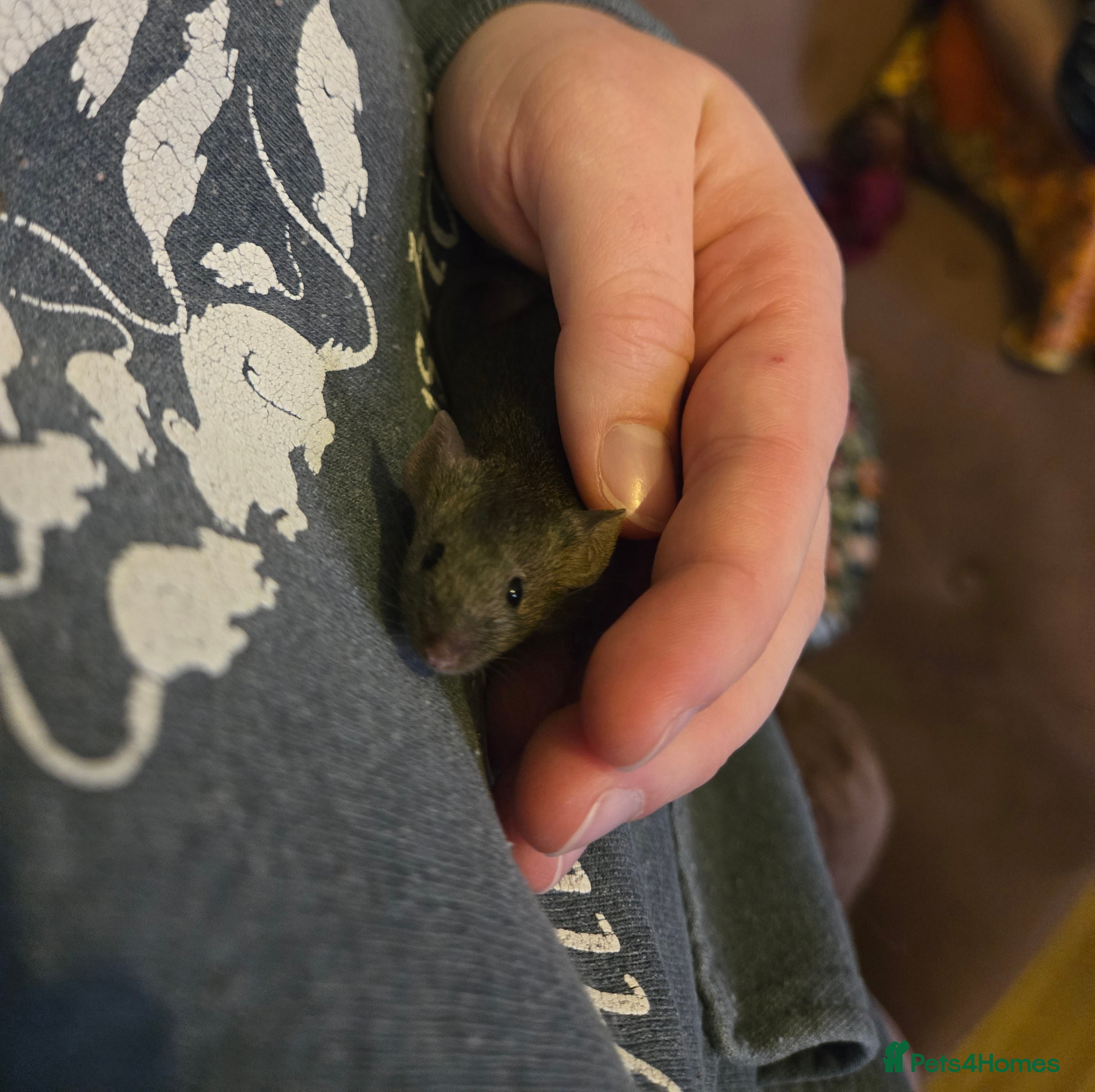 Mouse rodents Young mice (M/F) for sale - Advert 6