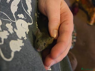 Mouse rodents Young mice (M/F) for sale - Advert 3