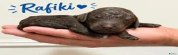 Mixed Breed dogs for sale: 🐾double doodles have arrived 🐾 - Advert 19