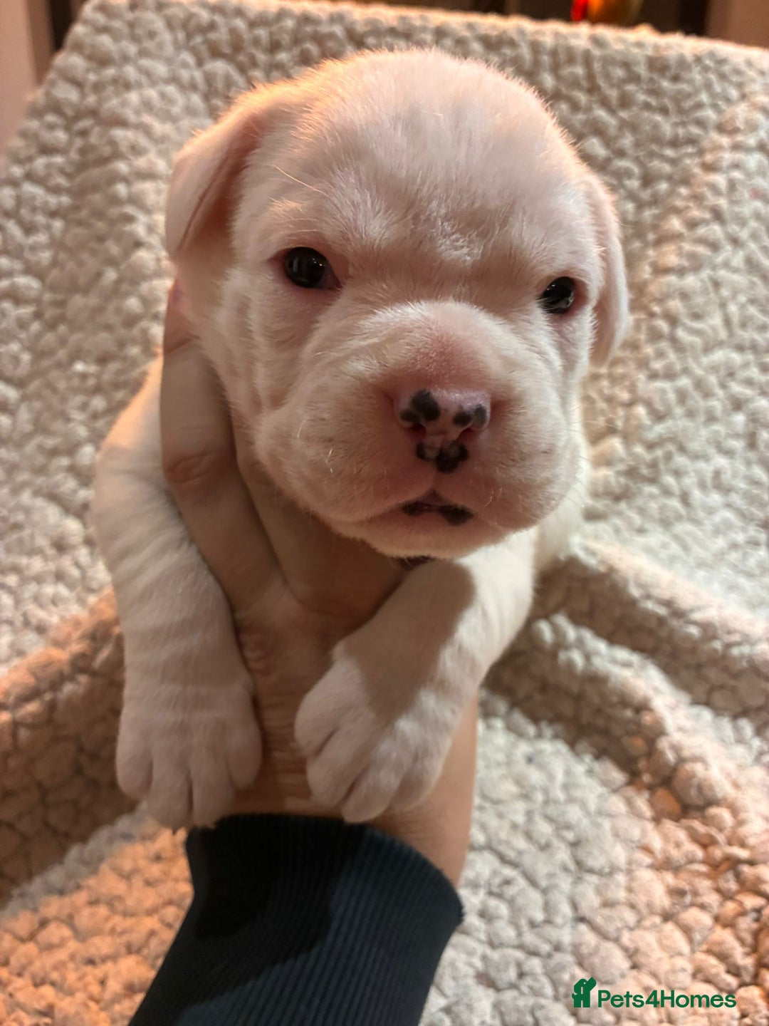 Boxer dogs for sale: Kc ref boxers bobtail pups available  - Advert 6