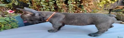 French Bulldog dogs for sale: 🐾 FRENCH BULLDOG PUPPIES | OUTSTANDING PEDIGREE • - Advert 11
