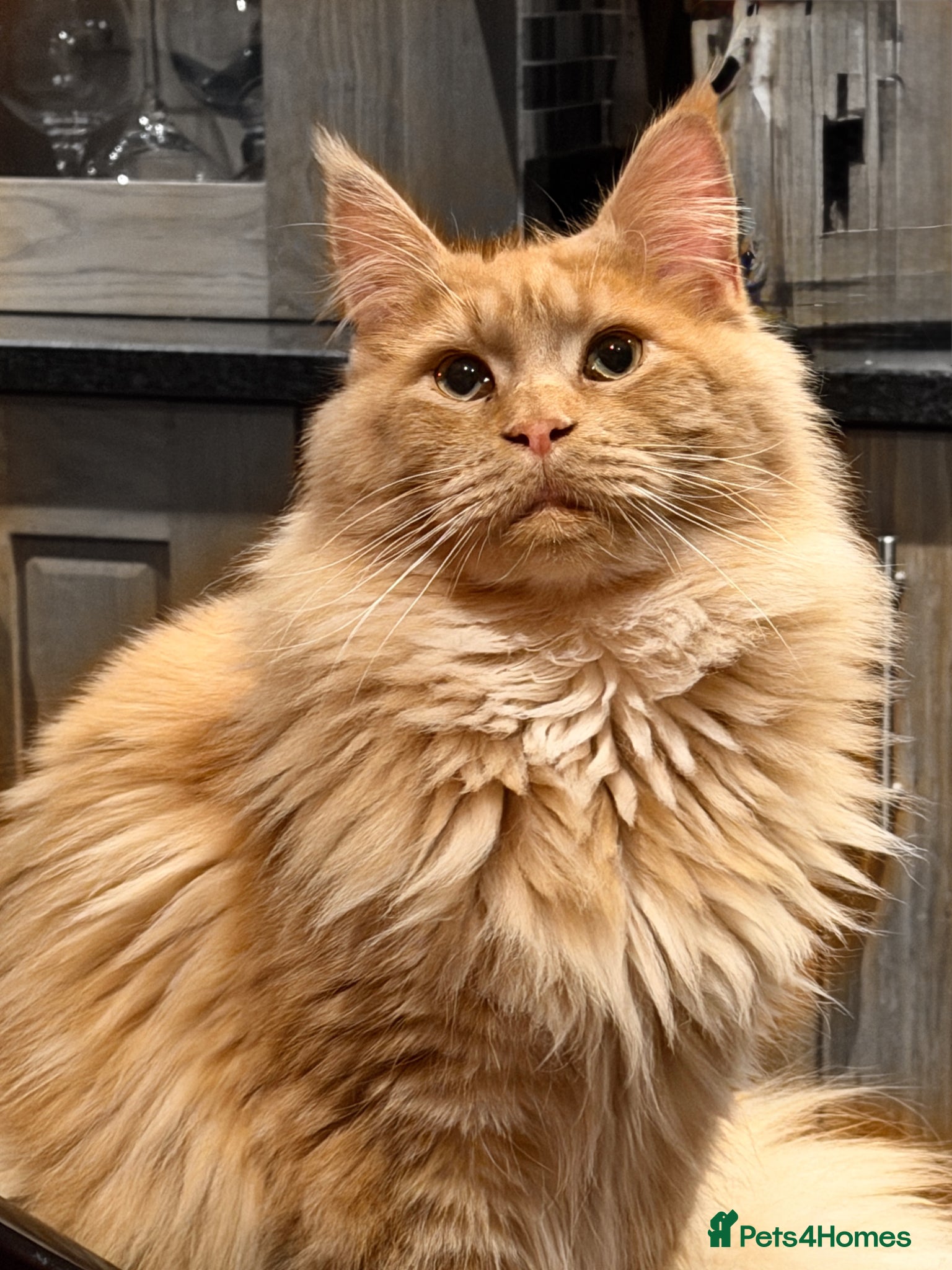 Maine Coon cats TICA Maine Coon Stud – Pedigree Lines - Advert 2