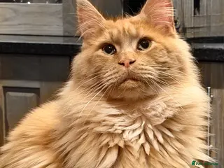 Maine Coon cats TICA Maine Coon Stud โ Pedigree Lines - Advert 2