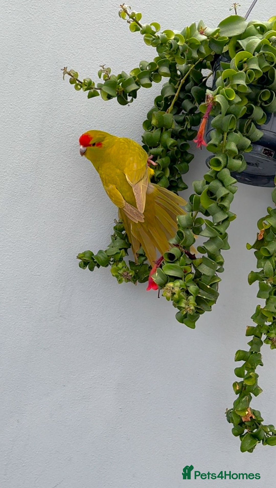 Parrots birds for sale:  Kakariki Pair + Male Indian Ringneck for Sale - Image 8