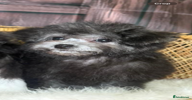 Maltipoo dogs - Advert 4