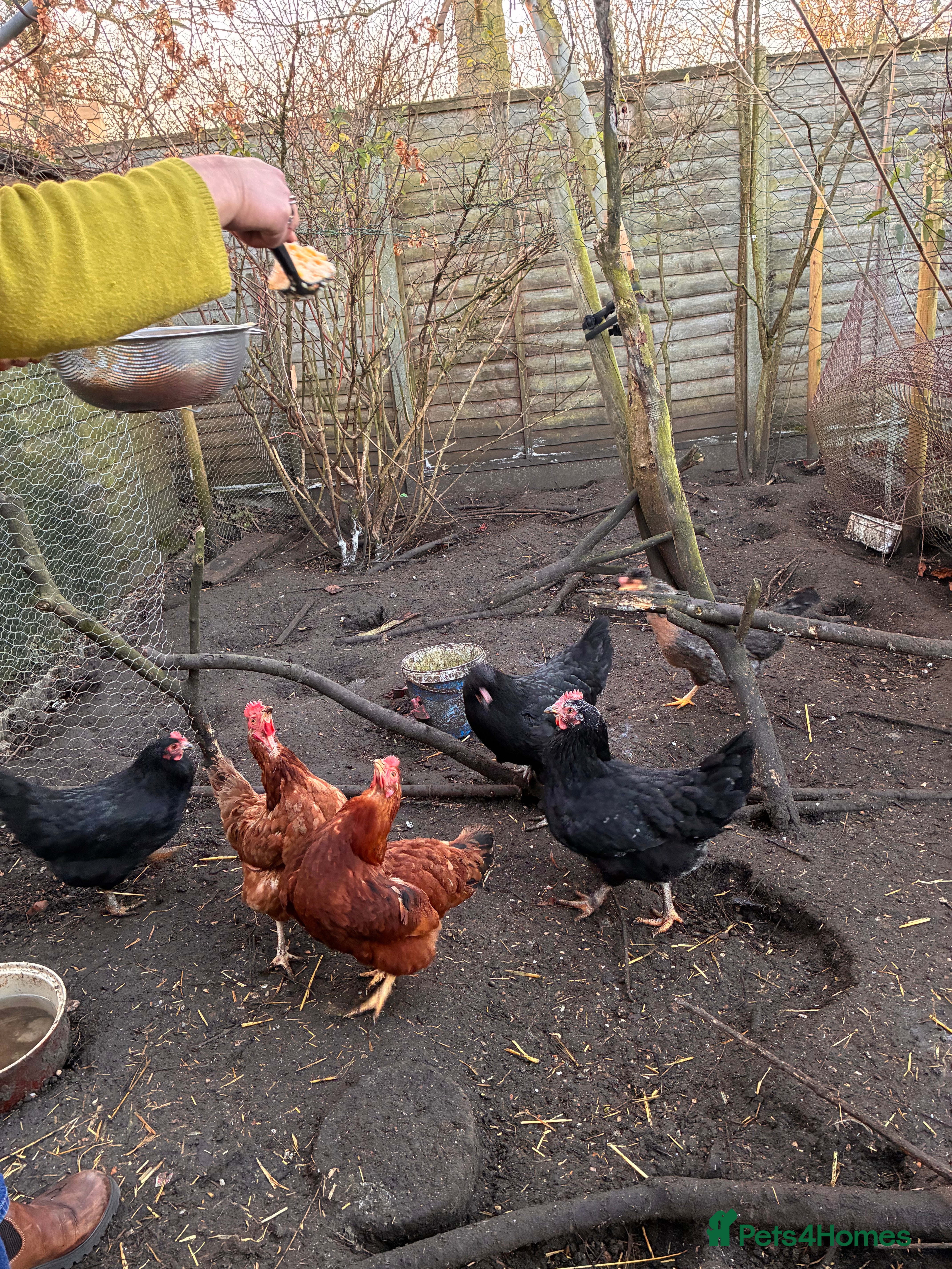 Chickens poultry 6 Chickens - Advert 2