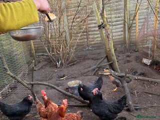 Chickens poultry 6 Chickens - Advert 2