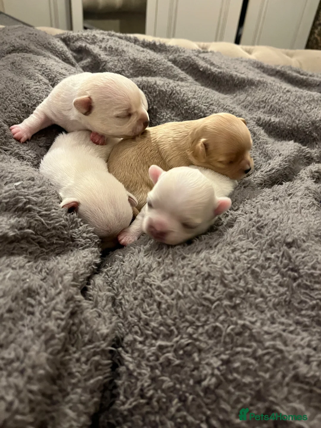 Chipoo dogs for sale: Chihuahua X toy poodle - Advert 15