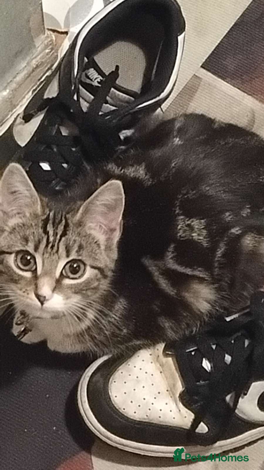 Mixed Breed cats A loving kitten need a forever home  - Advert 11