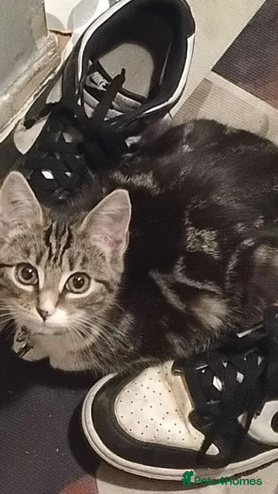 Mixed Breed cats for sale: A loving kitten need a forever home  - Advert 1