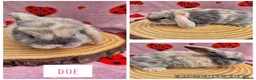 Mini Lop rabbits for sale: 🐇 READY TO RESERVE ❤️  - Advert 6