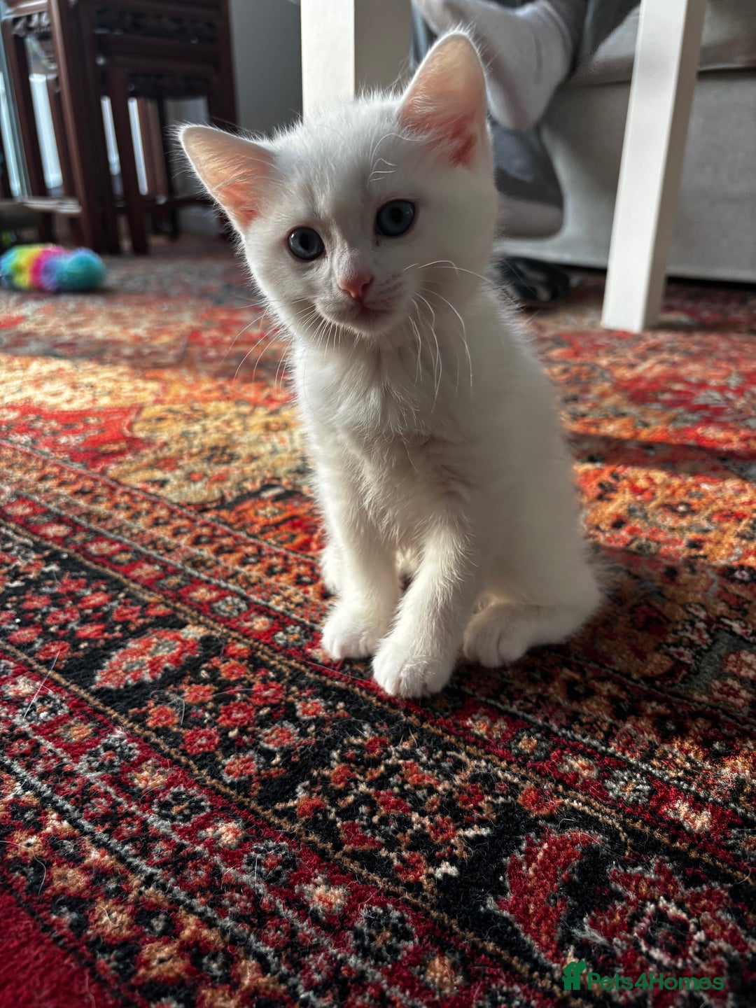 British Shorthair cats for sale: Beautiful British Shorthair/Turkish Angora Kittens - Image 11