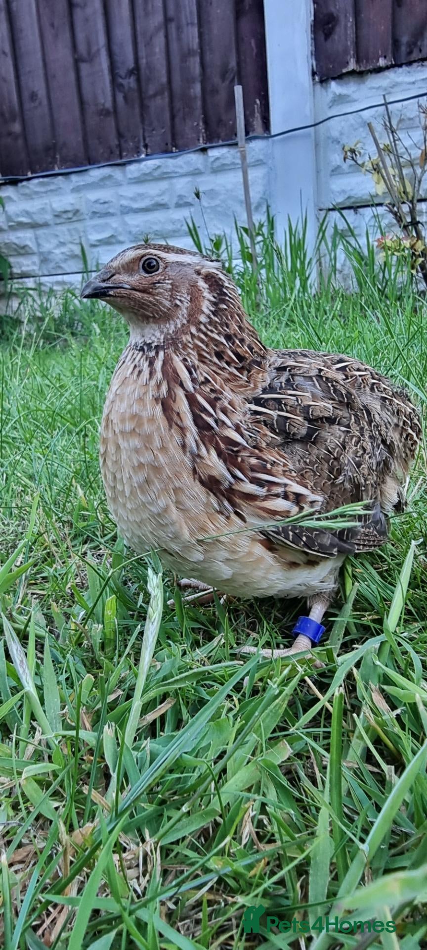 Quail poultry for sale: 🐦 MALE JUMBO COTURNIX QUAIL FOR SALE 🐦 - Advert 1