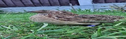 Quail poultry for sale: 🐦 MALE JUMBO COTURNIX QUAIL FOR SALE 🐦 - Advert 10