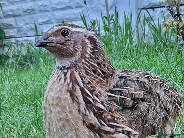 Quail poultry for sale: 🐦 MALE JUMBO COTURNIX QUAIL FOR SALE 🐦 - Advert 1