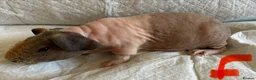 Guinea Pig rodents for sale: Skinny pig pups. Boys and girls  - Advert 7