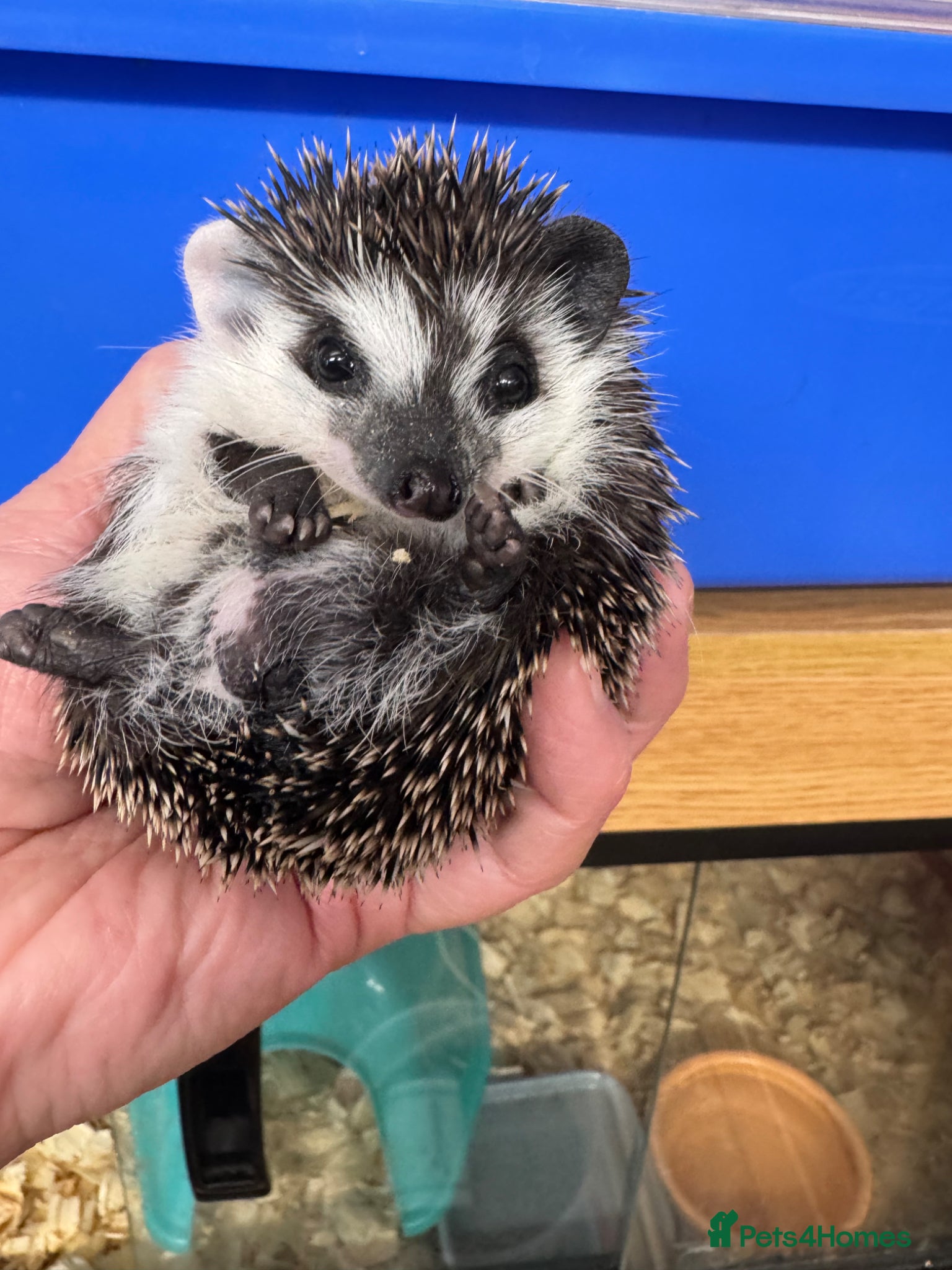 Pygmy Hedgehog rodents Stunning male baby hedgehogs READY  now !   - Advert 5