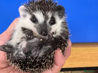 Pygmy Hedgehog rodents Stunning male baby hedgehogs READY now ! - Advert 5
