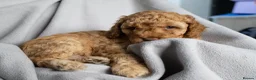 Cockapoo dogs for sale: Beautiful Cockapoo Puppies - Advert 33