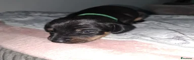 Mixed Breed 1