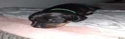 Mixed Breed dogs for sale: Mini Dasch / Kelpie pups  in Prescot - Advert 3