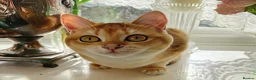British Shorthair cats for sale: BSH GCCF registered silver chinchilla last girl - Advert 3