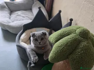 Scottish Fold cats 1 boy💙 and 1girl left🧡 - Advert 7