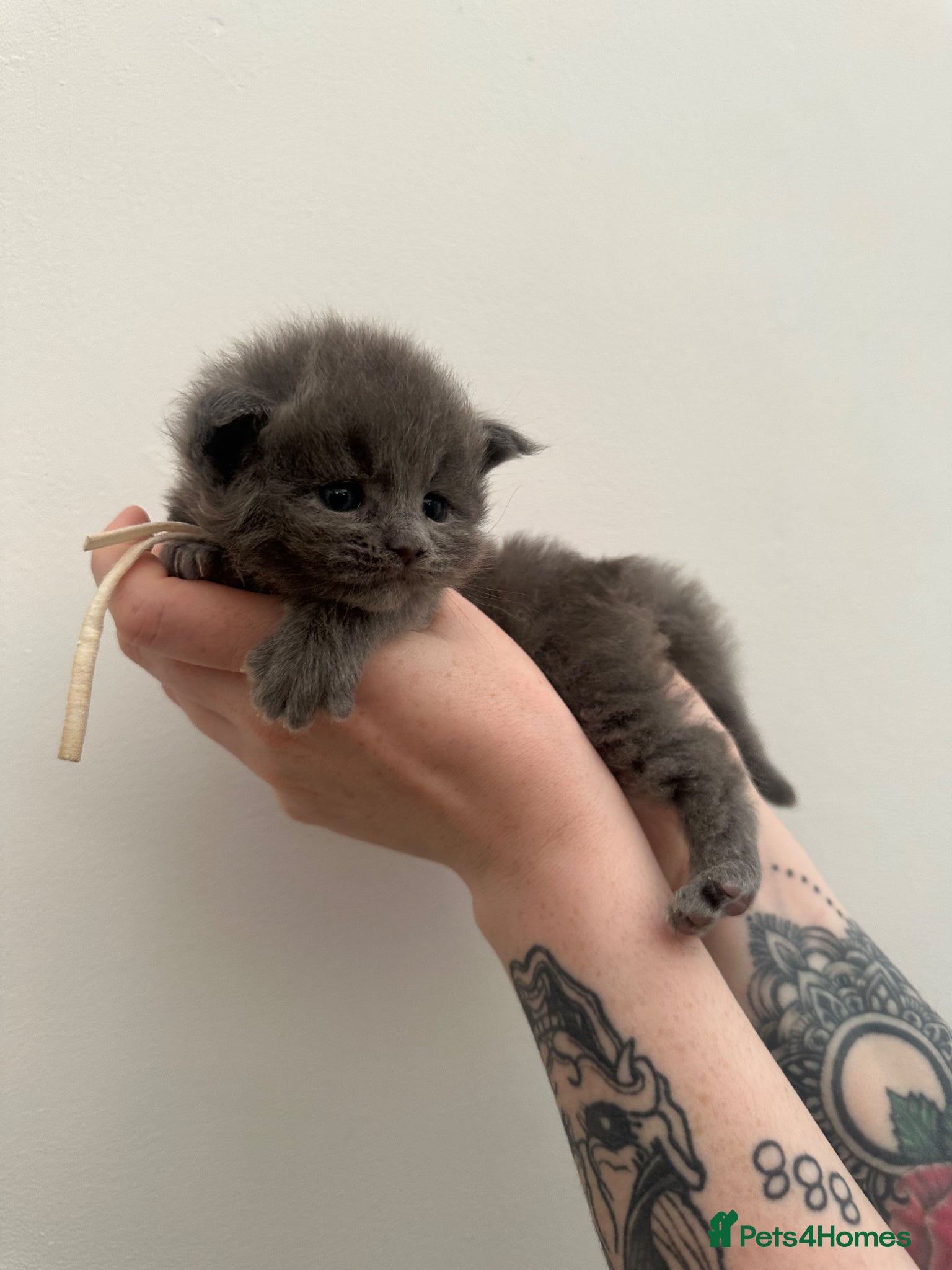 Maine Coon cats for sale: 5 beautiful Maine coon kittens - Advert 10