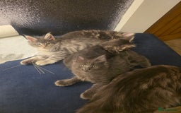 Maine Coon cats for sale: Maine Coon kittens  - Advert 16