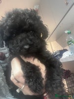Yorkiepoo dogs - Advert 2
