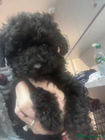Yorkiepoo dogs - Advert 4