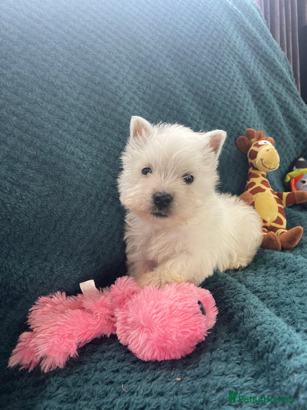 West Highland Terrier dogs for sale: KC registered west highland white puppues - Image 10