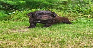 Cocker Spaniel dogs - Advert 6