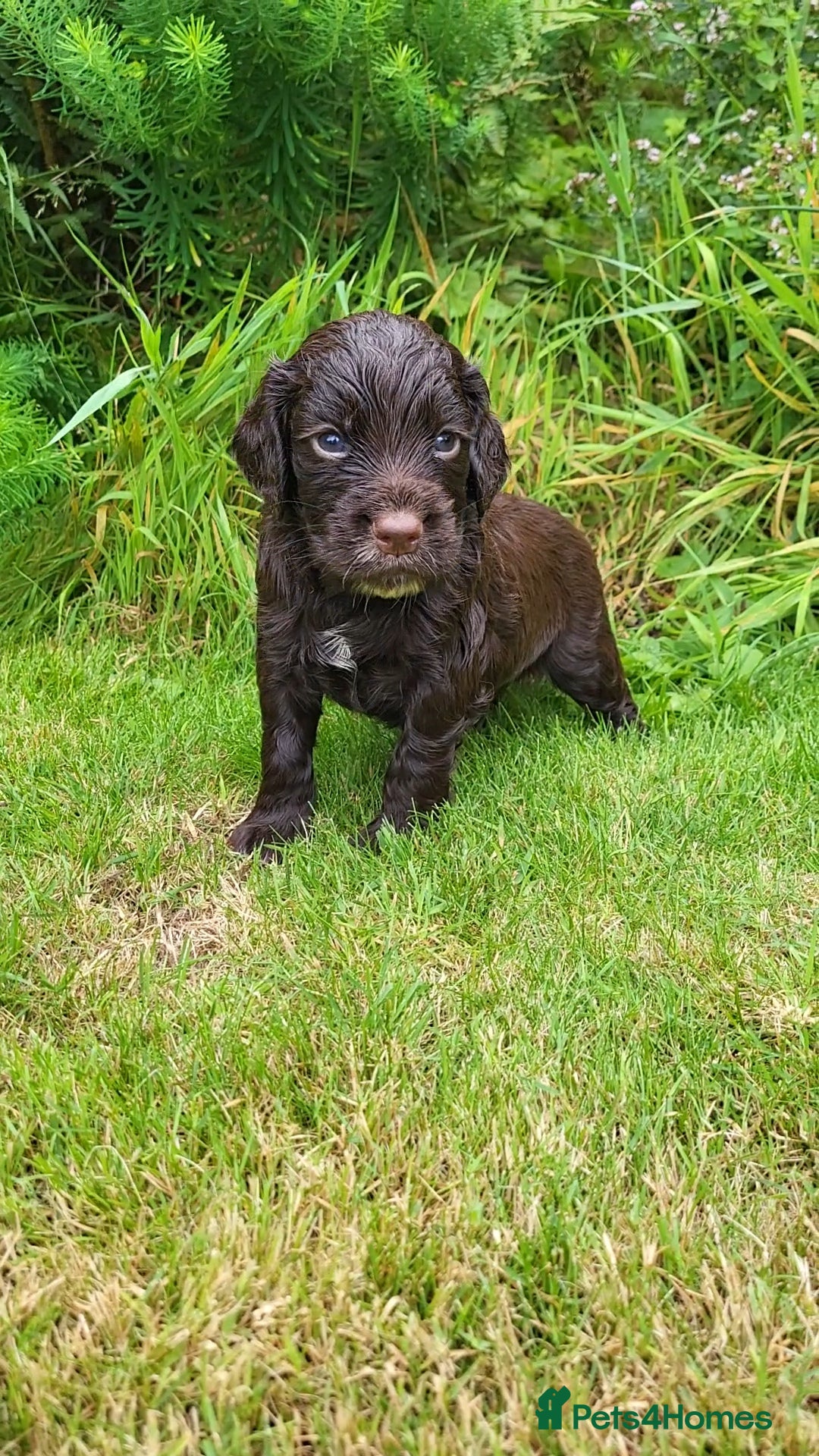 Cocker Spaniel dogs for sale: FTCH, KC REG working cocker pups - Image 2