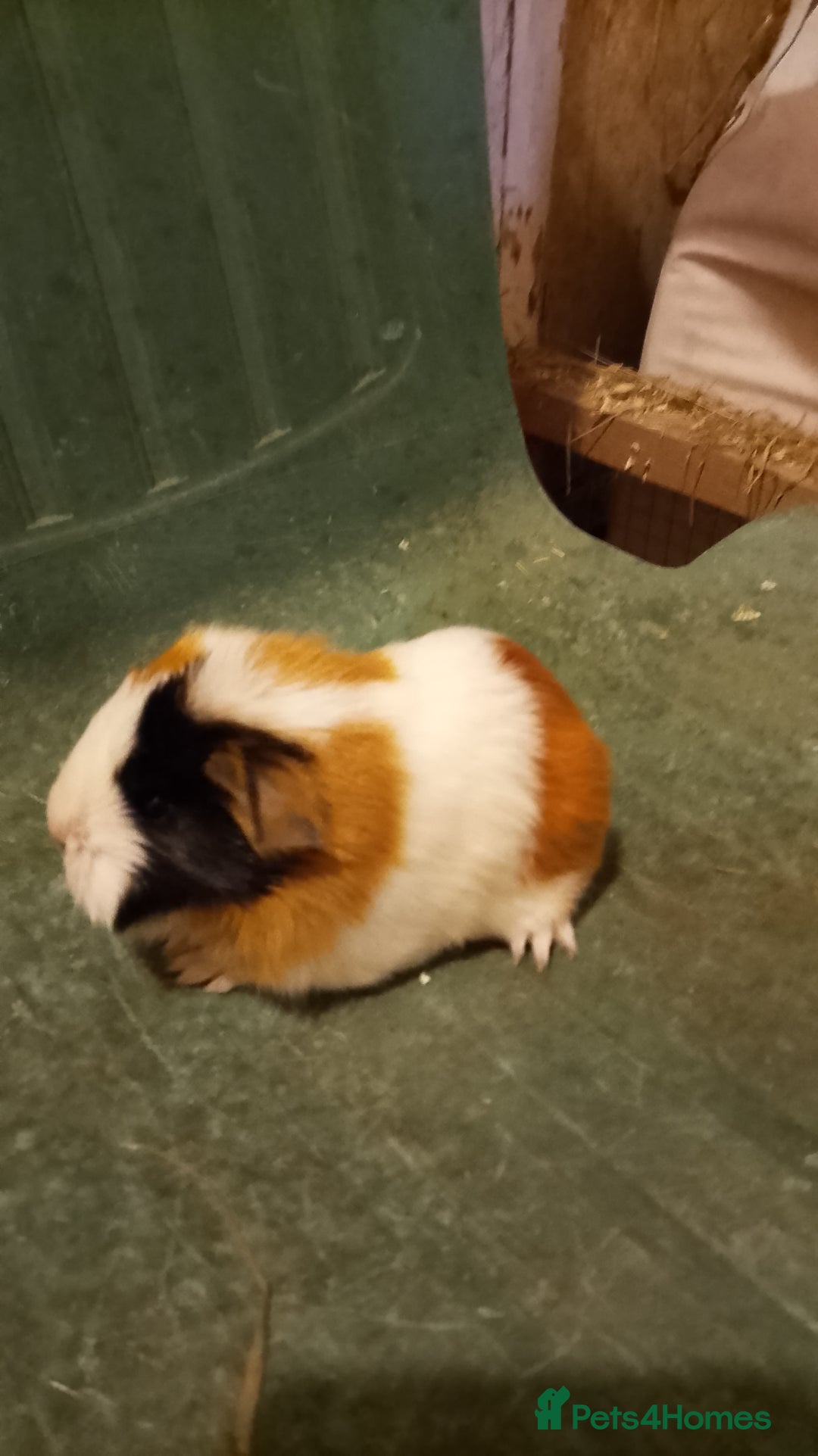 Guinea Pig rodents for sale: Guinea pig boys sheltie.peruvian. coronet - Advert 6