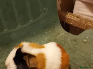 Guinea Pig rodents Guinea pig boys sheltie. Coronet - Advert 9