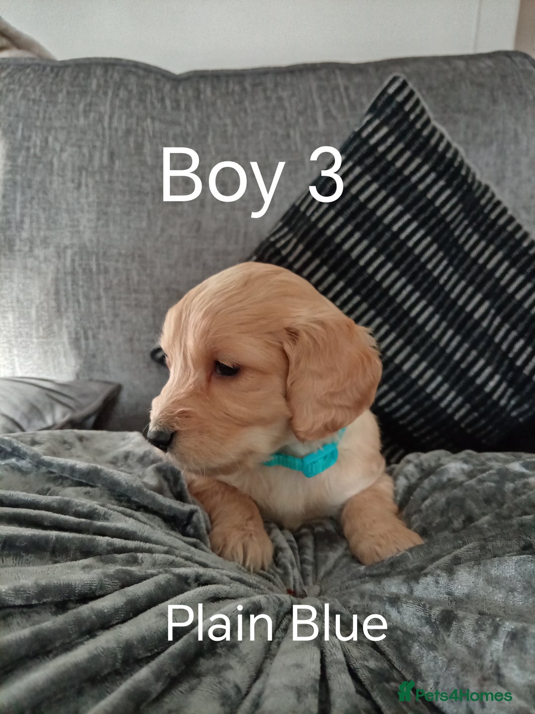 Cockapoo dogs for sale: 8 Beautiful Cockapoos puppies - Advert 28