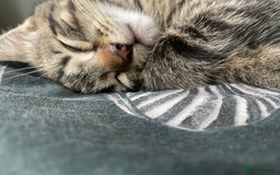 Mixed Breed cats for sale: 3 lovely natured, characterful tabby’s  - Image 15