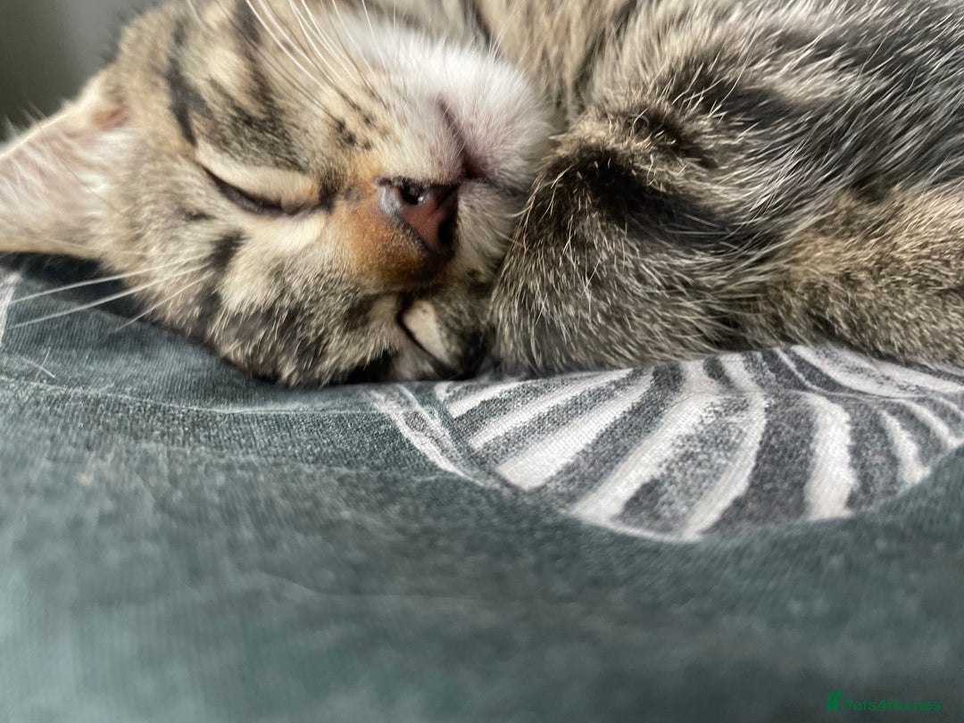 Mixed Breed cats for sale: 3 lovely natured, characterful tabby’s  - Image 15