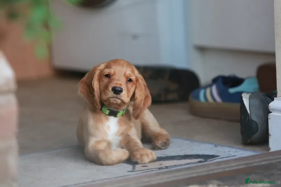Cocker Spaniel dogs Gorgeous Working Cocker Spaniel Pups KC Reg - Advert 1