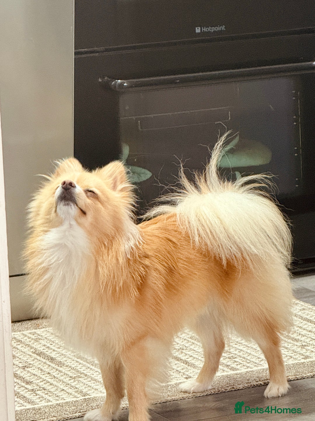 Pomeranian dogs for stud: 🐾 Miniature Foxy Type Pomeranian for Stud - Image 3