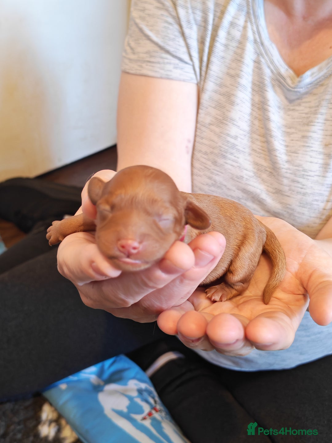 Cavapoo dogs for sale: F1 Cavapoos - HT Parents - Sep Collect - Image 18